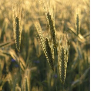 rz_16_agriculture.jpg