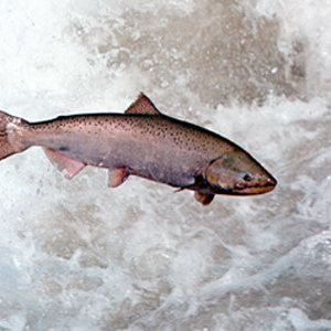salmon-3711.jpg