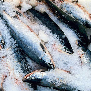 salmon-on-ice-su-l.jpg