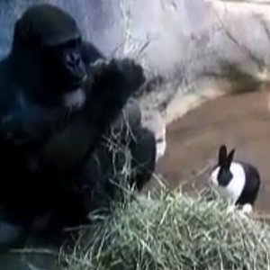 samantha-gorilla-panda-rabbit.png