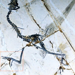 sapeornis.jpg