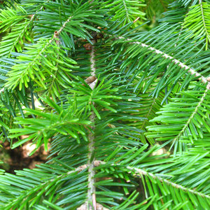 sapinbaumierbranche.jpg