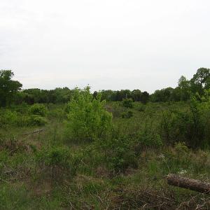 savannahforest_cazort_wc.jpg