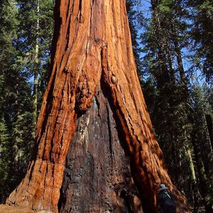 sequoia-PDPhoto.jpg
