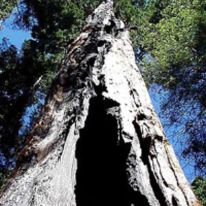 sequoia-park-5-jon-sullivan.jpg