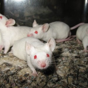 souris-labo.jpg