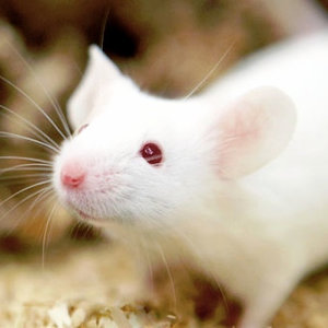 souris.jpg