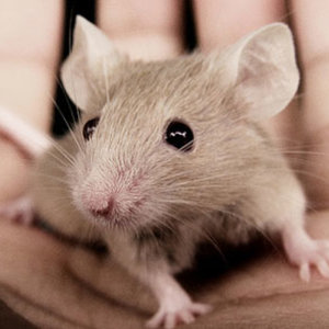 souris10.jpg