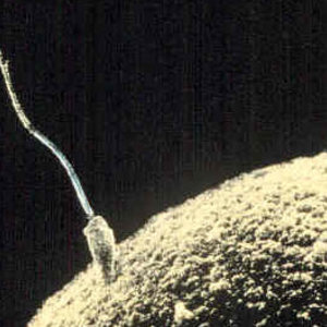 sperm-egg.jpg