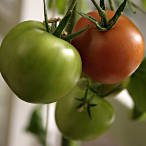stockvault-tomatoes97623.jpg