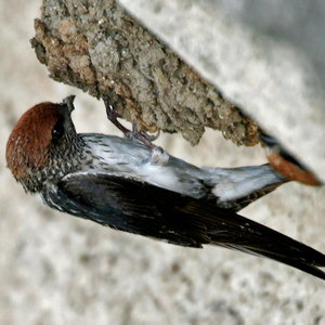 streaked-throated_swallow_hirundo_fluvicola_building_nest_w2_img_2372.jpg