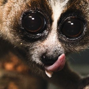 sublingua_of_a_slow_loris_001.jpg