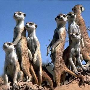suricate_ld01.jpg