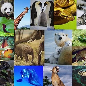 t-biodiversit_animale_copie.jpg