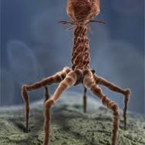 t4_virus.jpg