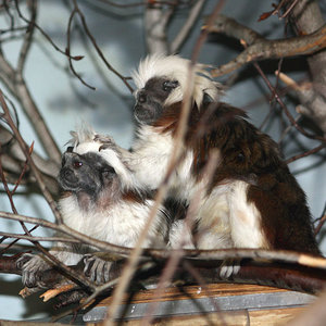 tamarin.jpg