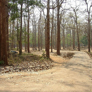 teak_dhruvarajs_wc.jpg