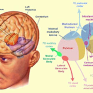 thalamus-cortex.jpg