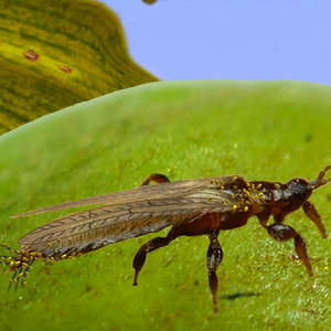 thrip-insect-pollinator.jpg