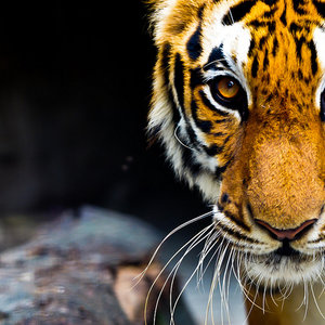 tigre.jpg