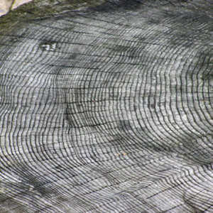 tree.ring_.arp_.jpg
