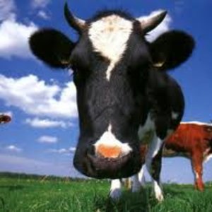 vache.jpg