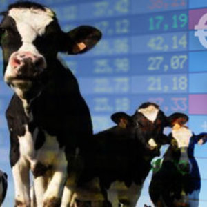 vaches-folles.jpg