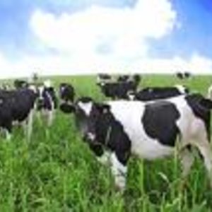 vaches.jpg