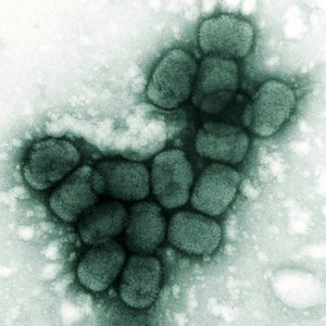 variole.jpg