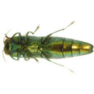ventral_adult_eab-agrile.jpg