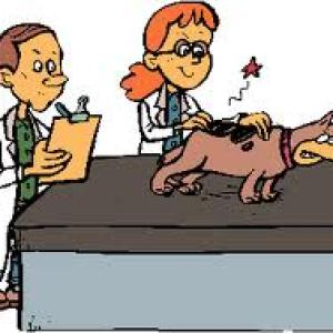 veterinaire.jpg