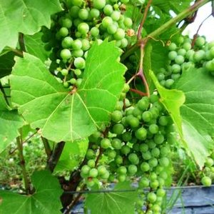 vignoble_ile_ronde_122_comprime.jpg