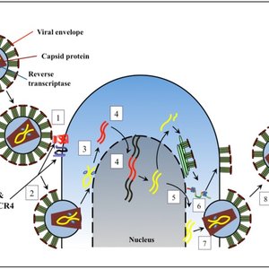 viruses-04-00708-g001.jpg