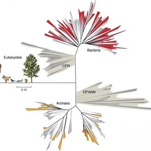 vivant-arbre.jpg