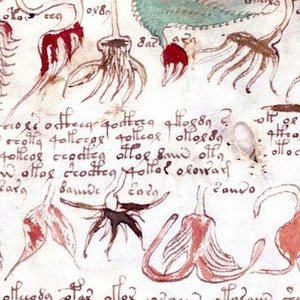 voynich.jpg