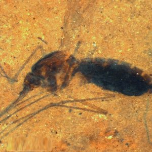 web-blood-engorged_mosquito.jpg