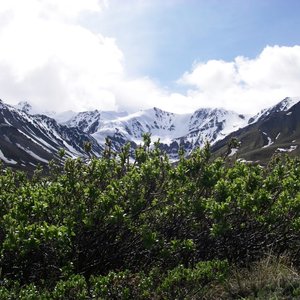 willow_shrubs_growing_near_to_their_elevational_limits_in_the_mountains_of_the_kluane_region_of_the_yukon_territory_canada_credit_isla_myers_smith.jpg