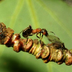 wood_ants_aphids400.jpg