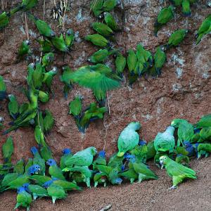 yasuni_national_park_geoff_gallice_wc.jpg