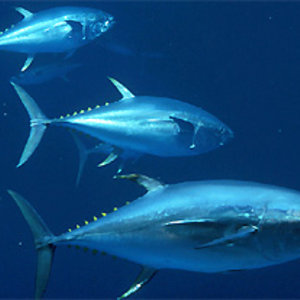 yellowfintuna.jpg