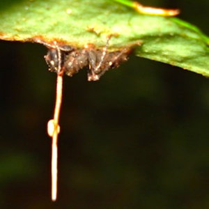 zombie-ant-fungus-parasite_1.jpg
